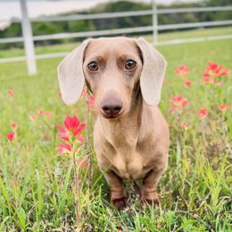 Kora - Dachshund