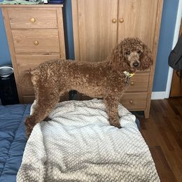 Maisie - Poodle