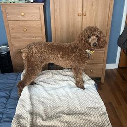 Maisie - Poodle