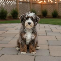 Jagger - Bernedoodle
