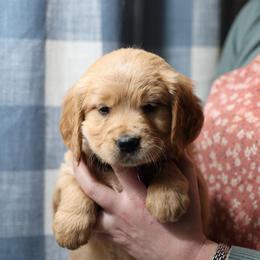 Nellie - Golden female Golden Retriever puppy in Payette, Idaho from Stonewick Retrievers