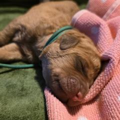 Hunter - Sedge Chesapeake Bay Retriever puppy in Winneconne, Wisconsin from Lone Willow Chesapeakes