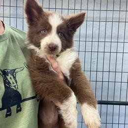 Light blue collar SPECIAL NEEDS - Panda female German Shepherd puppy in Pelham, North Carolina from P & P Shepherds