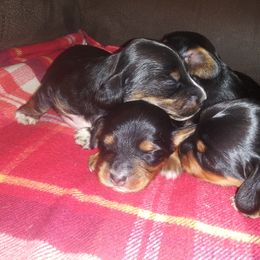 Dachshund Puppies from Realteaminidachshunds
