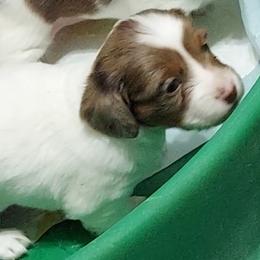 Boy1 - Piebald male Dachshund puppy in North Vernon, Indiana from Rudicel Dachshunds
