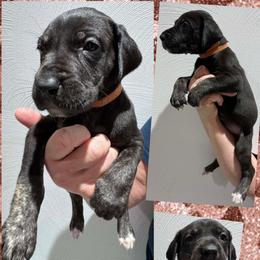 Desire - Black female Great Dane puppy in Wellsville, New York from Prophecy Danes
