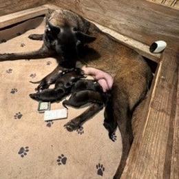 New Born Litter - Mahogany male Belgian Malinois puppy in Franklin County, Missouri from Tomy K9 Support Services