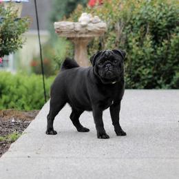 Bridget - Pug