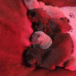 Boy 4 - Gray male Cane Corso puppy in Mason City, Illinois from Red Wood Cane Corso
