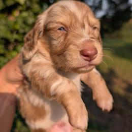 Rolo - Dapple male Dachshund puppy in Unadilla, Georgia from The Hamsley Kennels of South Georgia