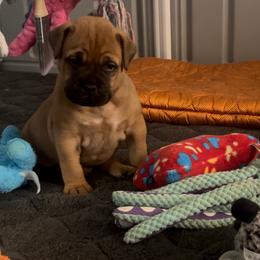 Bullmastiff Puppies from Meteora Bullmastiffs