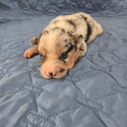 Bergamot - Blue merle male Australian Shepherd puppy in Abilene, Texas from S&K Aussies N' Rotties