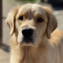 Bernese Mountain Dogs and Golden Retrievers from Perrydise Farm