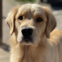 Bernese Mountain Dogs and Golden Retrievers from Perrydise Farm