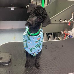 Milo - Poodle