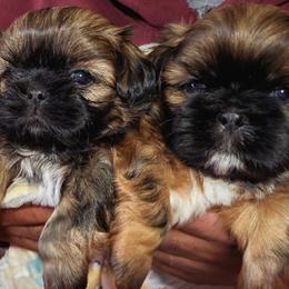 Shih Tzu Puppies from Ming Xing Shih Tzu