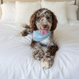Ollie - Goldendoodle