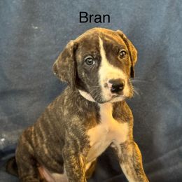 Great Dane Puppies from Mathias Danes