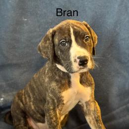 Great Dane Puppies from Mathias Danes
