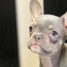 Alicent) - French Bulldog puppy from Blackoutbulldogs