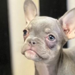 Alicent) - French Bulldog puppy from Blackoutbulldogs