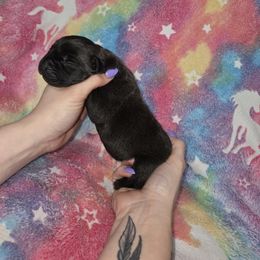 Imogen - Black female Cane Corso puppy in Mason City, Illinois from Red Wood Cane Corso