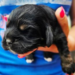 Shell - Black white and tan female Cockapoo puppy in Indiahoma, Oklahoma from Phamily Doodles