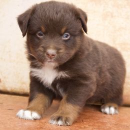 Oakley - Red tri-color female Miniature American Shepherd puppy in Godley, Texas from Bradley Kennels