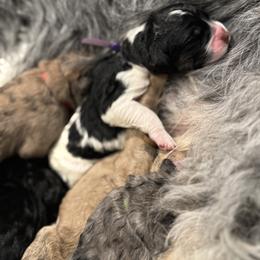 Norabel Fae - Black and white female Saint Berdoodle puppy in Mesa, Arizona from Desert Bohunk Doodles and Branded Bullies