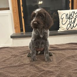 Gigi - Brown and gray female Wirehaired Pointing Griffon puppy in Shelley, Idaho from Western Gundogs