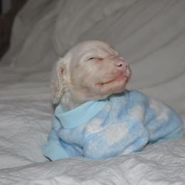 Dachshund Puppies from Winnie’s Royal Doxies