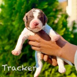 Tracker - Parti male Poodle puppy in Dover, Delaware from Dogtastic Poodles
