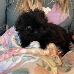 Shih Tzu Puppies from Angela Driver's Shih Tzu