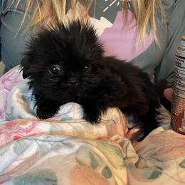 Shih Tzu Puppies from Angela Driver's Shih Tzu