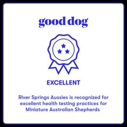 Miniature Australian Shepherd, Shih Tzu, and Toy Australian Shepherd Puppies from River Springs Aussies