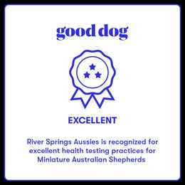 Miniature Australian Shepherd, Shih Tzu, and Toy Australian Shepherd Puppies from River Springs Aussies