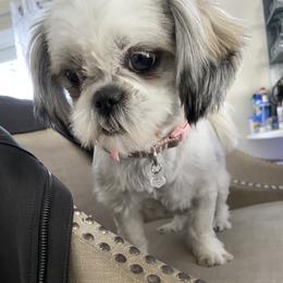sparkle - Shih Tzu