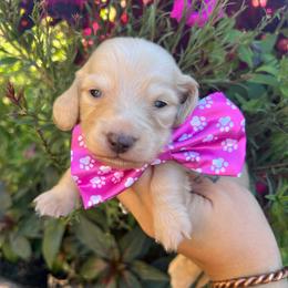 Cream girl one - Cream female Dachshund puppy in Payette, Idaho from NT Mini Doxies