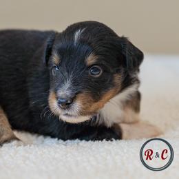 Tennessee - Black tri male Miniature Australian Shepherd puppy in Buna, Texas from R & C Kennels