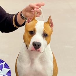 Katie - American Staffordshire Terrier