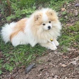 Chase - Tri-colored male Pomeranian puppy in Hercules, California from Foxx Dior Poms