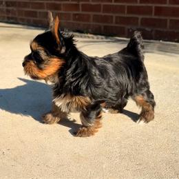 Orange collar - Black and tan female Yorkshire Terrier puppy in Dallas, North Carolina from Yorkie Fever