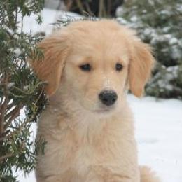 Golden Retriever Puppies from SureFire Golden’s