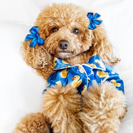 Kaiya  - Cockapoo