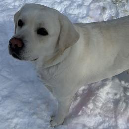 Labrador Retriever puppies from Alley Rock Labradors, LLC