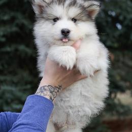 Stomps - Sable and white male Alaskan Malamute puppy in Spokane, Washington from Asgard Wooly Malamutes