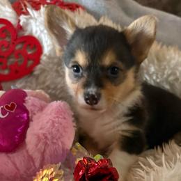 Girl 3 - Black and tan female Pembroke Welsh Corgi puppy in Tucson, Arizona from Sierrita Mountain Corgis