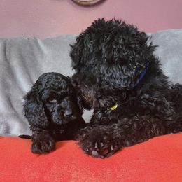Goldendoodles from Sweet Sophie’s Goldendoodles