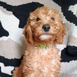 Ash - Red  male Goldendoodle puppy in Marion County, Ohio from Hatten Homestead Kennels