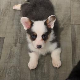 Scotch - Gray and white male American Corgi puppy in Bland, Missouri from Shadey Lane Corgis